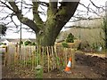 Tree by St Marychurch Road