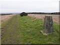 ST8209 : Trig Point on Wessex Ridgeway by Nigel Mykura