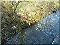 Afon Rhiw - looking downstream from Newmills Bridge