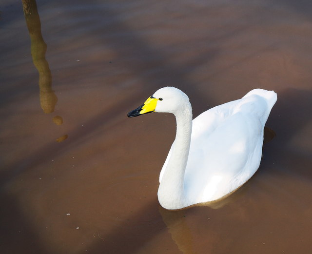 Whooper Swan, Castle Espie