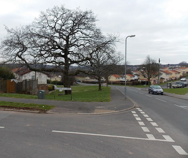 Oak tree at the corner of Russell Drive and Rutherford Hill, Malpas, Newport