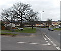 Oak tree at the corner of Russell Drive and Rutherford Hill, Malpas, Newport