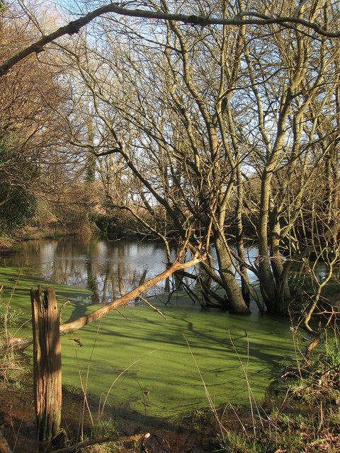 Pond, Jessops Farm