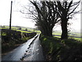 A shelter belt at the south-eastern end of Carrick Road