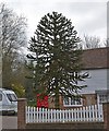 Monkey Puzzle Tree, Lower Lake, Battle