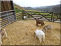 Milton Abbas, goats