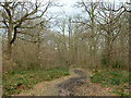 Path in Nanscot Wood