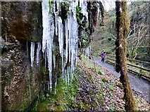 H2774 : Icicles, Sloughan Glen by Kenneth  Allen