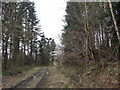 Forestry track in Pen-y-Copa wood