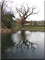 Montgomery Canal reflections near Berriew