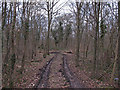 Track into Hoppit Shaw, Langdon Nature Reserve