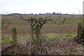 SK4948 : Hedgerow bush by David Lally