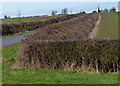 Hedges along Three Gates Road