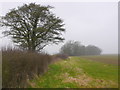 ST7018 : Hedgerow near Henstridge by Nigel Mykura
