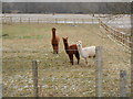 Three Alpacas Looking at Me