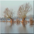 SO8328 : Willows on Tirley Marsh by Jonathan Billinger