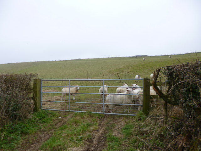 Cheselbourne, sheep grazing