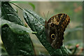 TQ0658 : Owl Butterfly, Wisley, Surrey by Peter Trimming