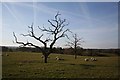 Farmland near Acton Bridge