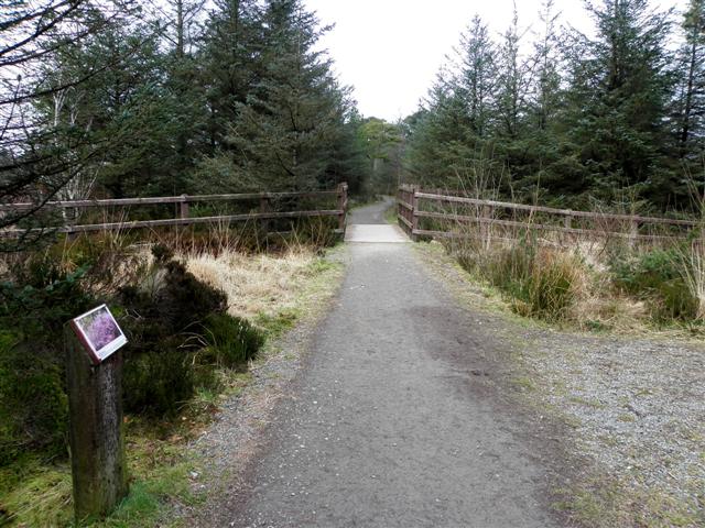 Path beside Loughmacrory Lough