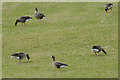 Geese at Housetter, Northmavine