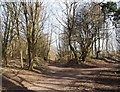 Portland Park Nature Reserve NG17, Notts.