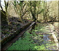 Portland Park Nature Reserve NG17, Notts