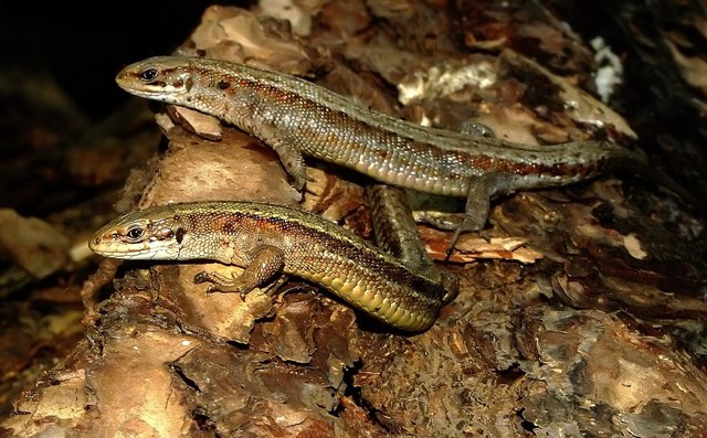Common lizards at Twizell Mill