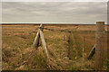SD3621 : A path across the salt marsh by Ian Greig