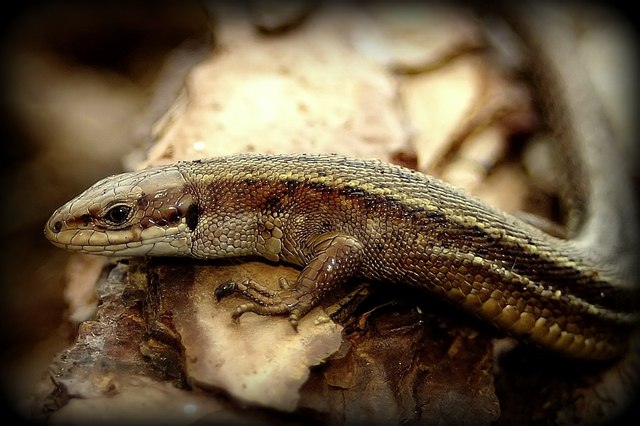 Common Lizard at Twizell Mill