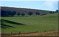 Downland pasture near Southease