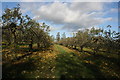 TQ8750 : Orchard by N Chadwick