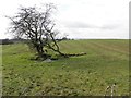 Clogherny Glebe Upper Townland