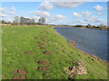 Molehills beside the Tweed