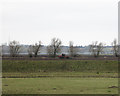 River Great Ouse washland