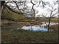 Pond in Willow Park, Langdon Nature Reserve