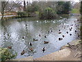 Pond opposite St Blaisius, Shanklin