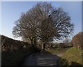 Line of trees along Westbury Road, between B3098 and Great Cheverell