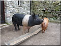 Pigs at Bryn-y-cwm farm in Cwm Llanwenarth