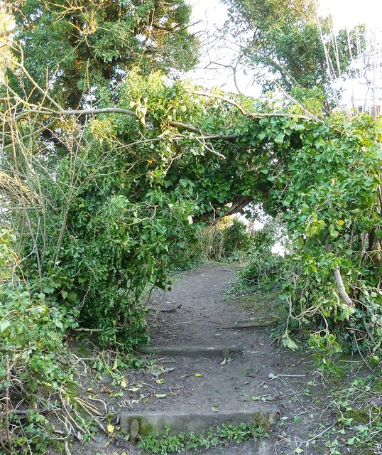Tree arch over footpath