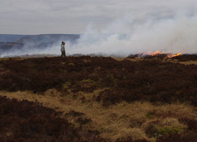 Heather burning near Millers House
