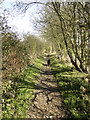 Saw Wood Footpath Sissinghurst nearing Digdog Lane