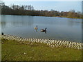 Lake with geese at Lakeside Country Park