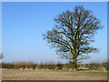 Hedgerow with tree