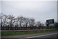 Trees lining the M4