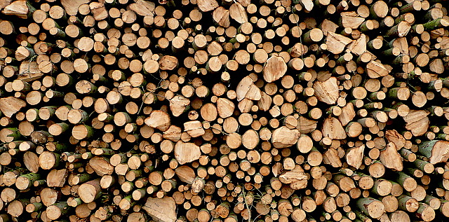 Wood at Ditchley Park