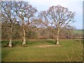 Oaks near Babcombe