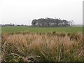 Rushes and trees, Learden Lower