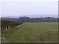 Hedge and footpath across pasture