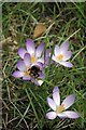 Bumblebee in Brentwood Cemetery